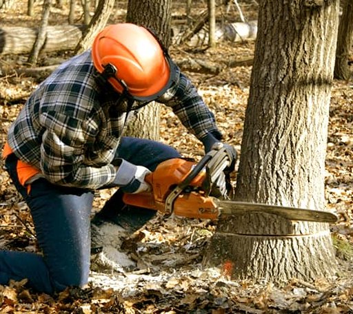 Tree Removal in Avoca, WI